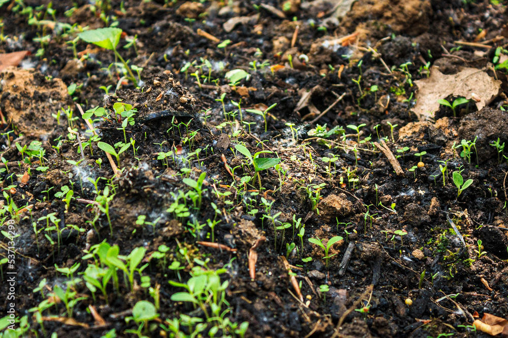 green moss and sprouts on the ground green moss and sprouts on the ground