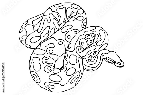 Snake - Python Line Art Vector