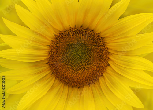 close up Sunflower in a field