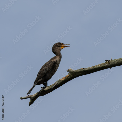 Cormorants on dead tree branches © Terry