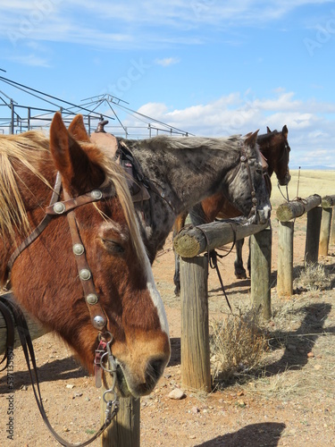 horses closeup