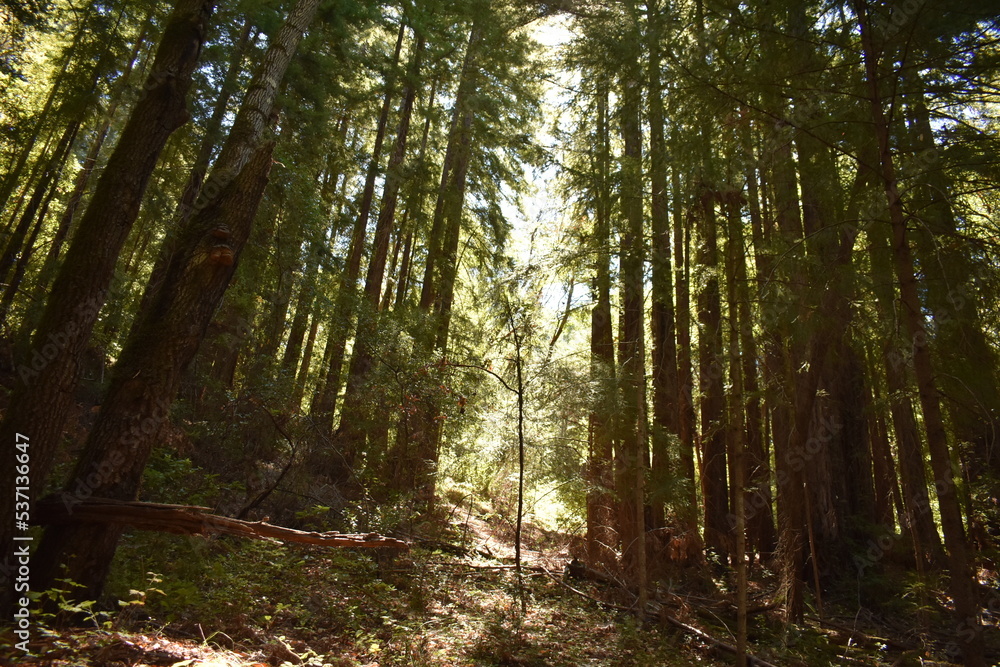 Obraz premium morning in the forest