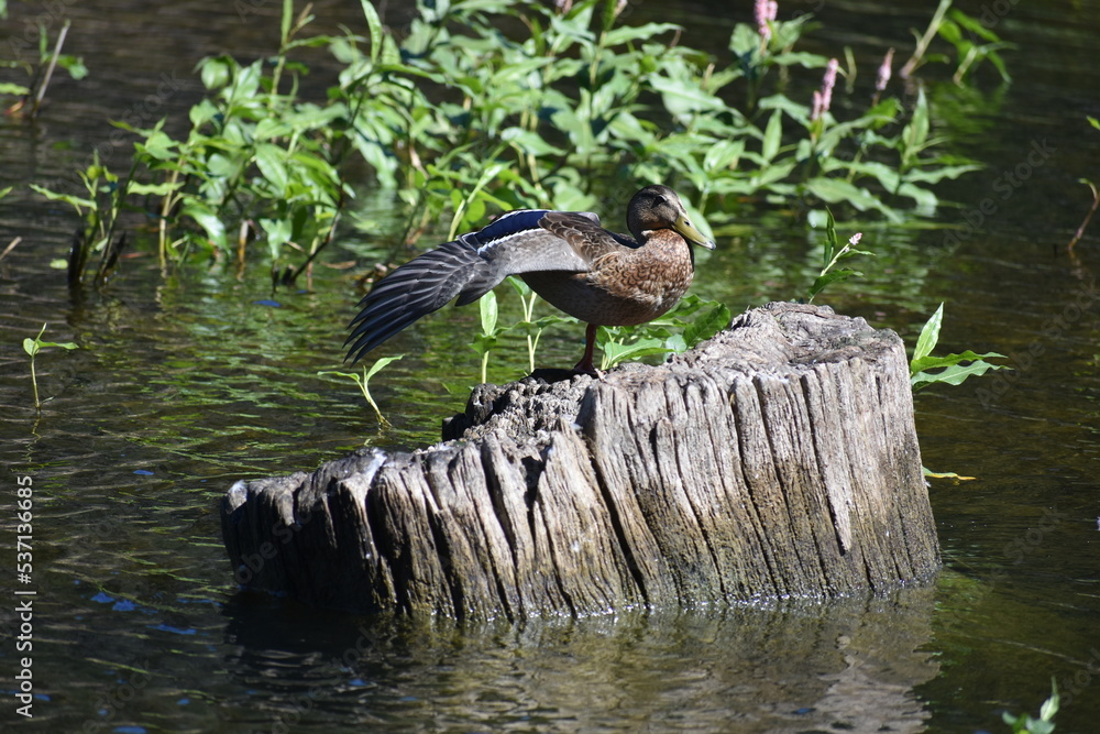 Naklejka premium great blue heron