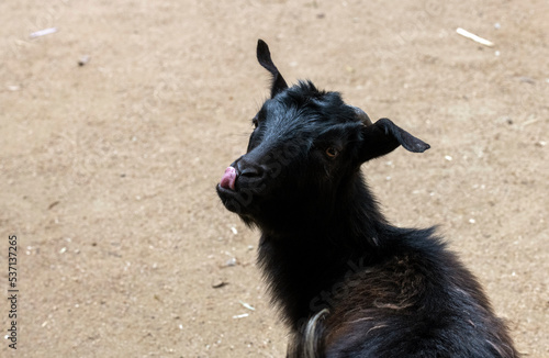 Domestic goat (Capra hircus)