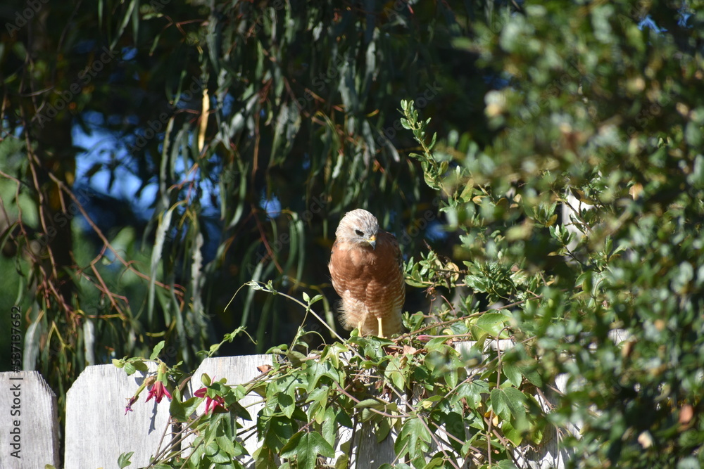 Obraz premium hawk resting