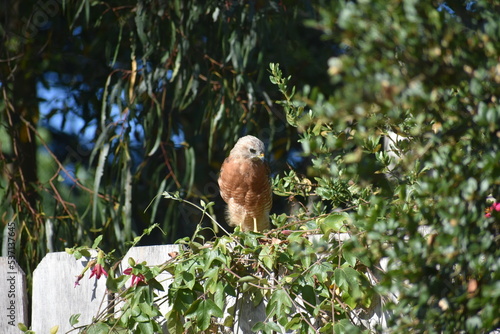 red tailed hawk