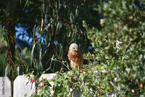 hawk resting