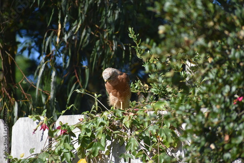 bird on a branch