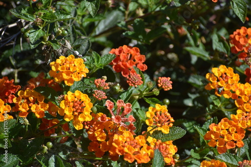 orange and flowers