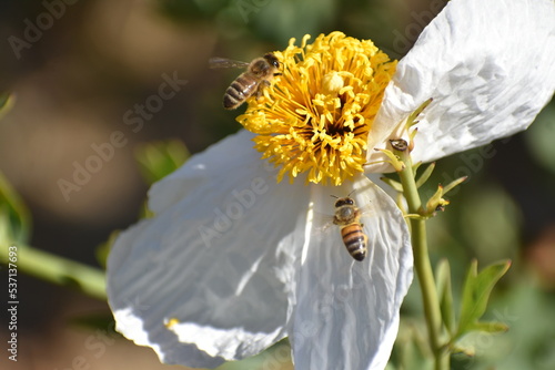 bee on daisy