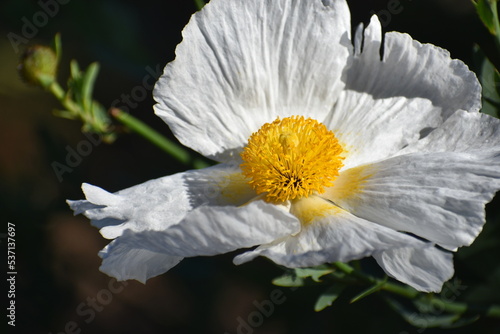 bee on flower