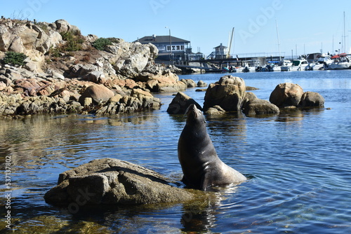 sea lion in the marina