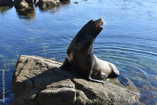sea lion on the rock