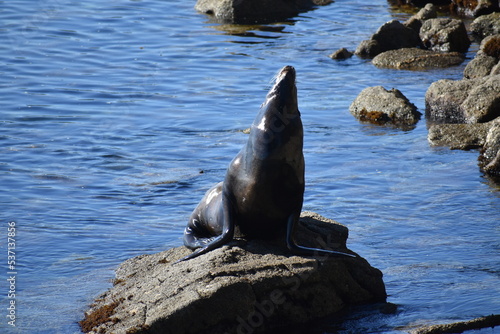 state sea lion