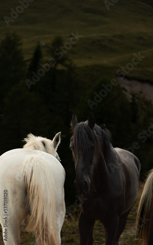 Wild horses in Dolomites 