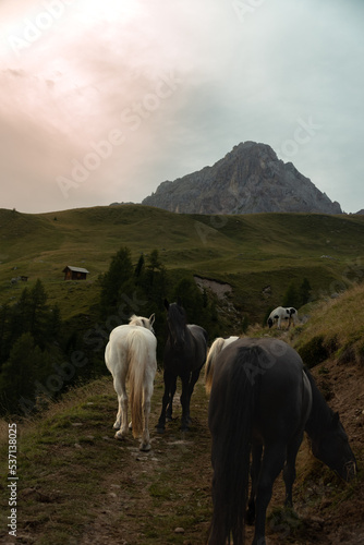 Wild horses in Dolomites 
