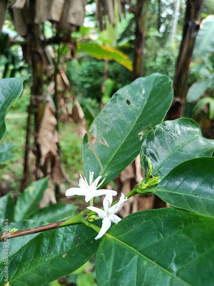 Obraz premium butterfly on a leaf