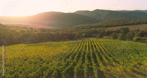 Sunrise landscape of vineyard agricultural fields in the countryside, aerial view of grapevine rows and grapes