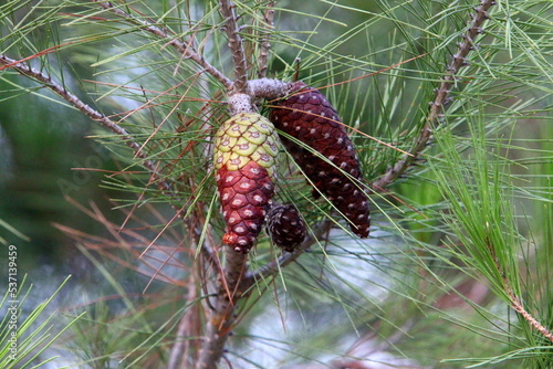 Cones on the branches of a Lebanese cedar in a city park in northern Israel.