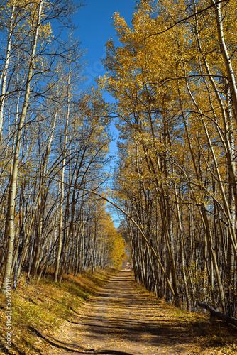 autumn in the forest