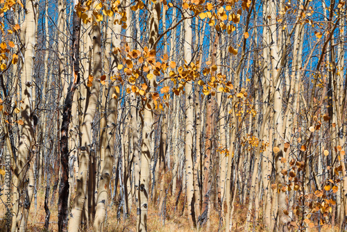 autumn leaves background