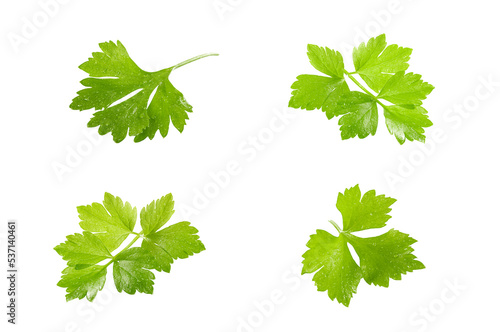 Parsley leaves isolated on white