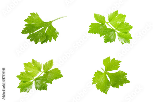 Wallpaper Mural Parsley  leaves isolated on white Torontodigital.ca