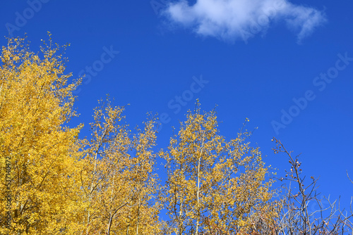 yellow and blue