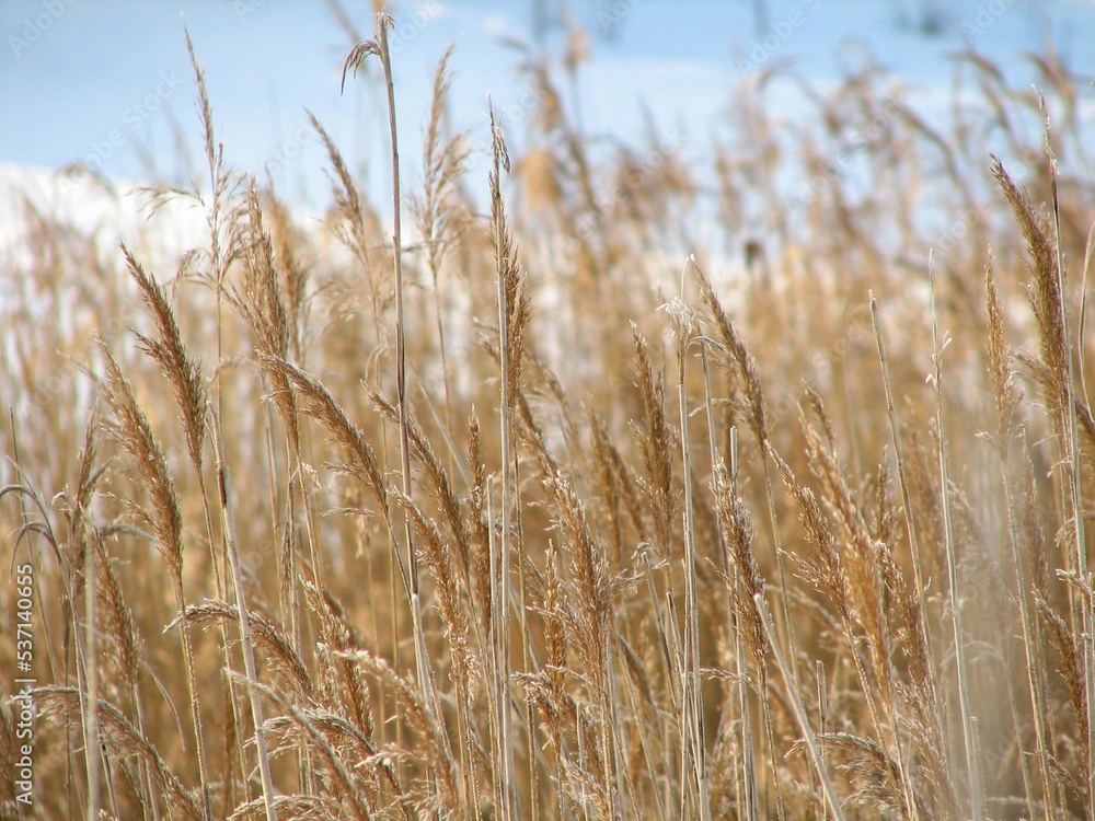 Fototapeta premium wheat field in snow