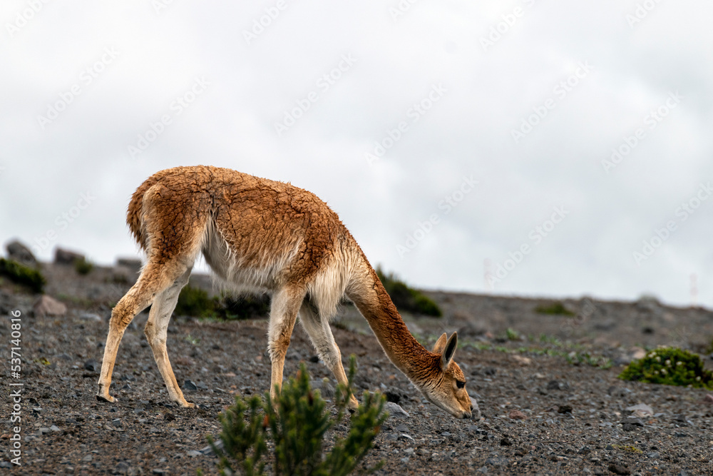 Obraz premium vicuñas en el paramo de el volcán chimborazo 