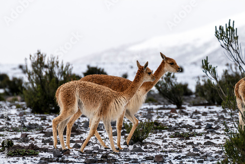 vicu  as en el paramo de el volc  n chimborazo 