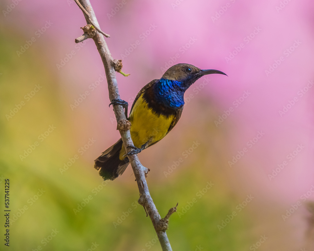 Fototapeta premium Olive-backed Sunbird Yellow-bellied sunbird bird form thailand with beautiful natural background.