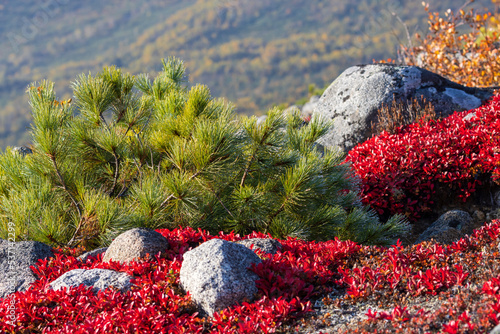 Siberian dwarf pine and red autumn arctouses growing among the stones. Northern plants growing in the mountains. Shallow depth of field and blurry background. Magadan region, Siberia, Russia. Autumn. photo