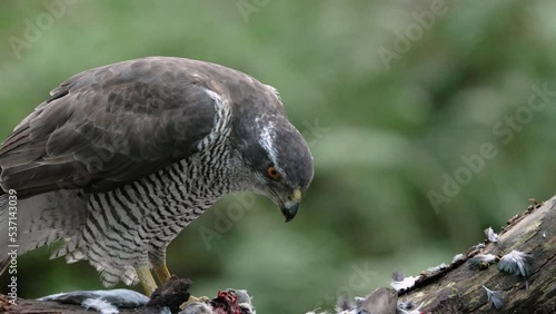 Close up static shot of a Northern Goshawk perched on a dead tree branch eating its kill, slow motion photo