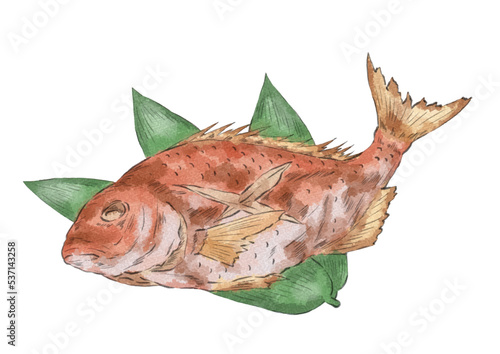 鯛の姿焼きのイラスト（水彩風）