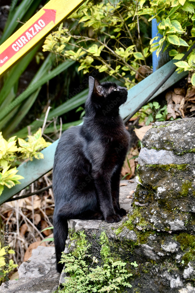 Fototapeta premium black cat sitting on stone stairs watching upstairs
