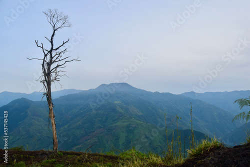 sad tree with beautiful colombian mountain scenery in the background