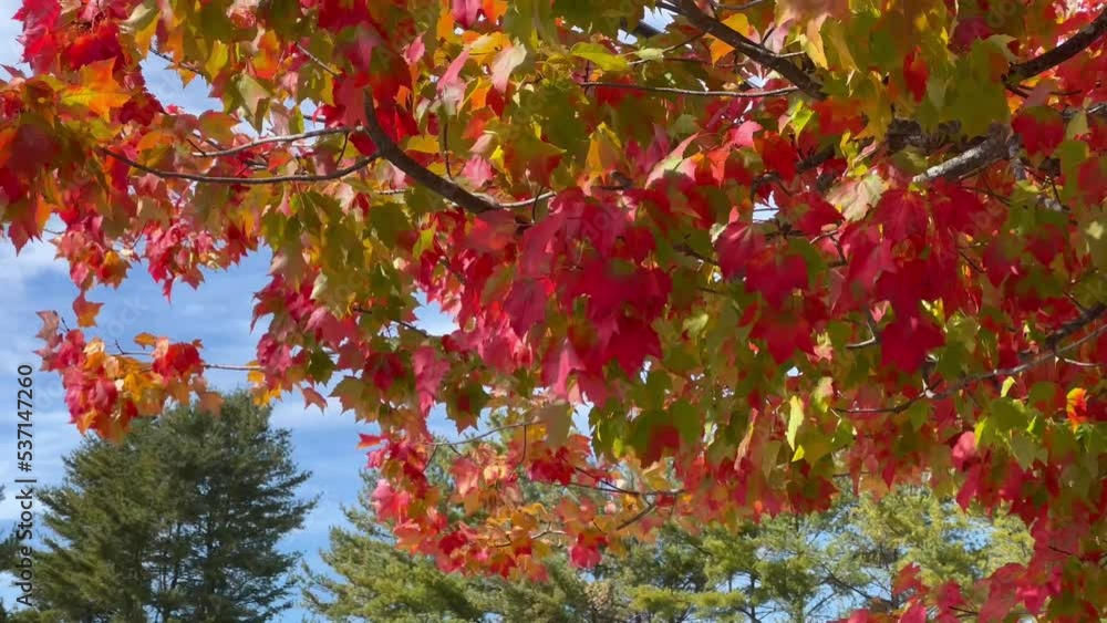 Tractor Trailer Top Passing By Red Autumn Tree Tractor Trailer Top Passing By Red Autumn Tree