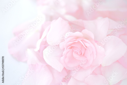 Peach, Pink, Rosa × centifolia