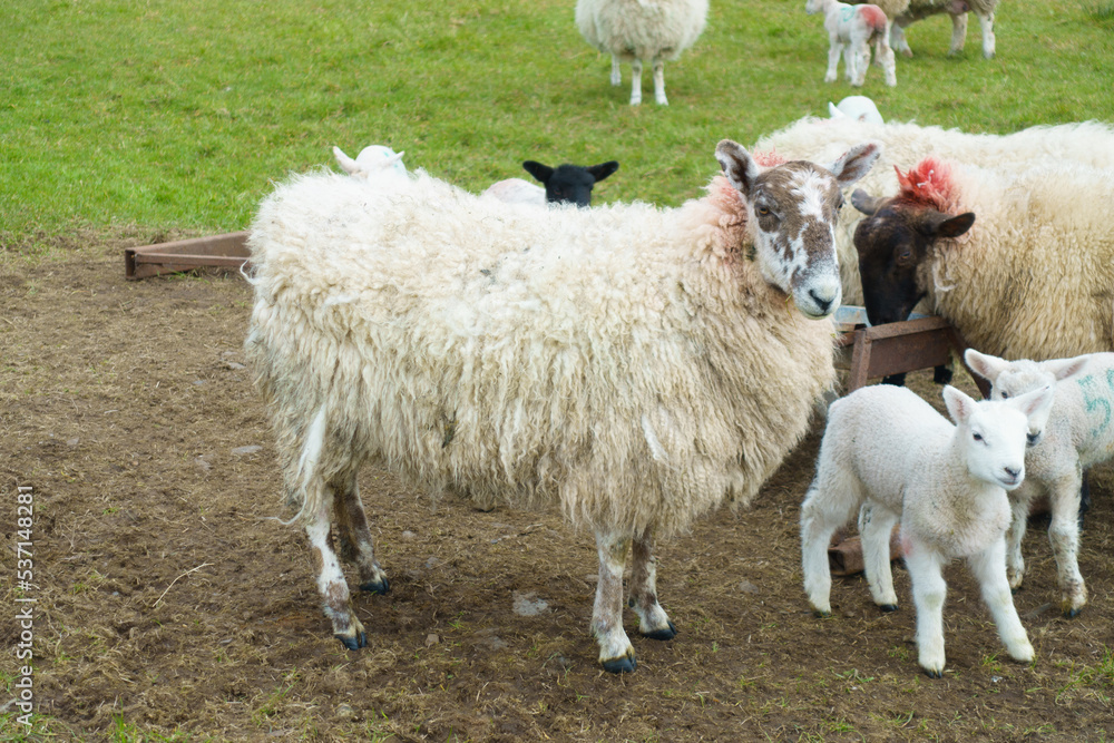 Flock of sheep with lambs in a field Flock of sheep with lambs in a field
