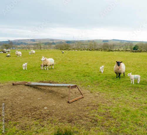 Flock of sheep with lambs in a field 