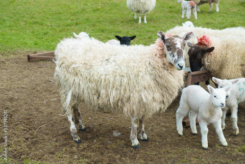 Flock of sheep with lambs in a field 
