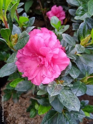 Obraz na plátně pink rose bush or Queen of sheba peony pink