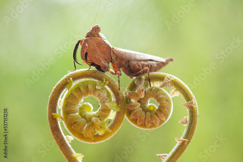 Mantis and Fern, two beautiful couple photo