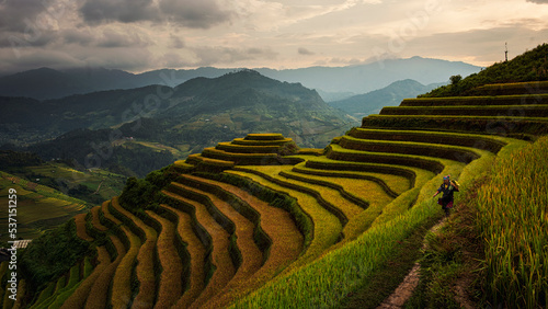 Rice fields on terraced in Muchangchai, Vietnam Rice fields prepare the harvest at Northwest Vietnam.Vietnam landscapes. © Chanwit