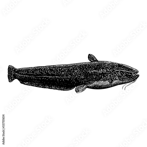 Wels Catfish hand drawing vector illustration isolated on background.