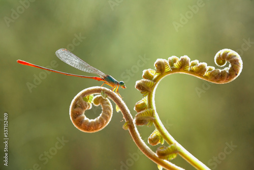 Beautiful dragonfly in a beautiful place
