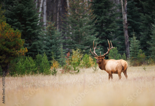 A landscape of a bull elk standing at the edge of a forest in a meadow
