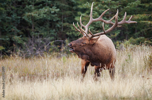 A bull elk with its head down low bugling while standing in a meadow