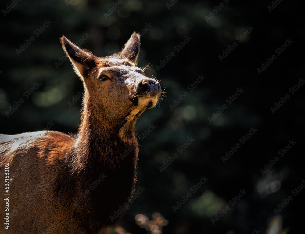 Fototapeta premium A female cow elk 3/4 shot from the front backlit against a dark background of evergreen trees